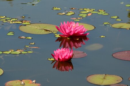 Pink flora water photo