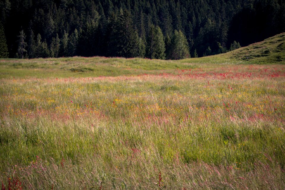 Natural lawn of course mountain meadow