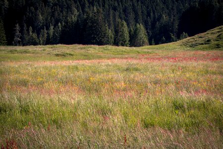 Natural lawn of course mountain meadow photo