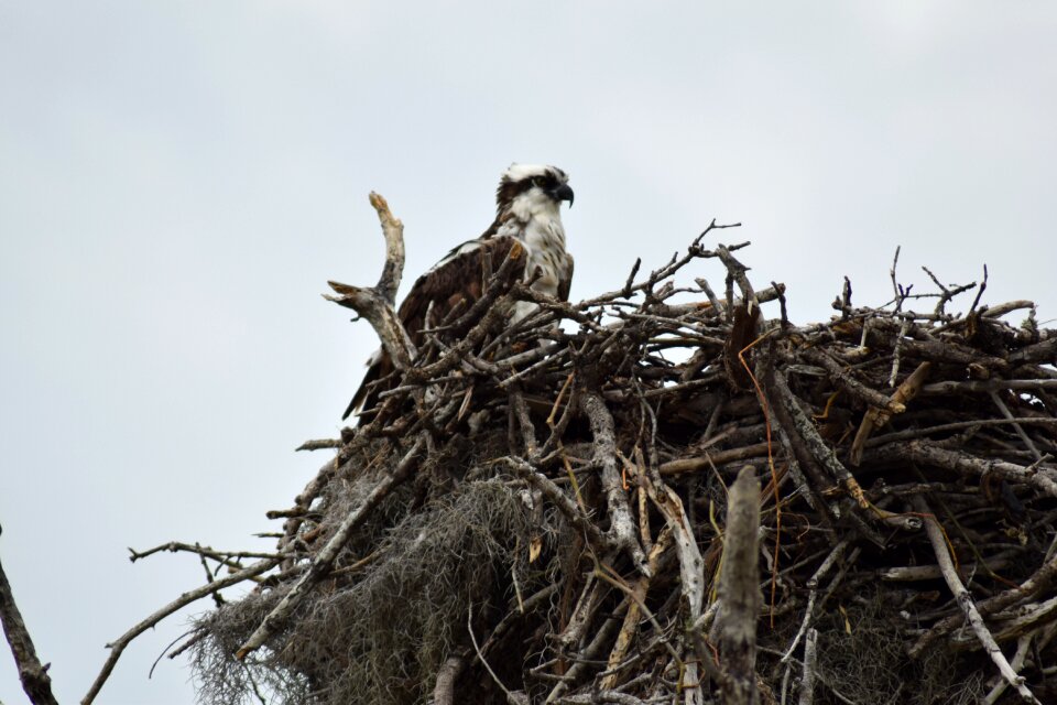 Osprey florida miami