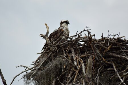 Osprey florida miami