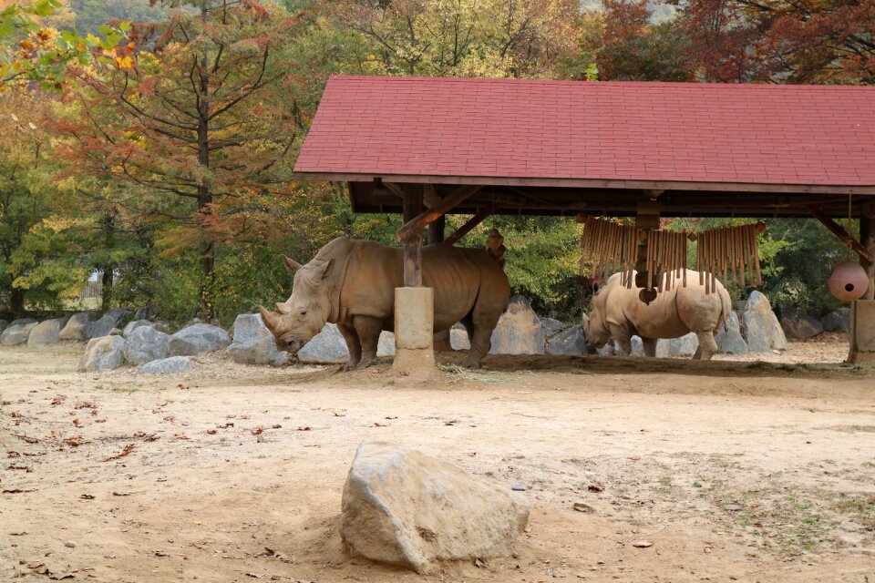 White rhinoceros everland zoo Free photos