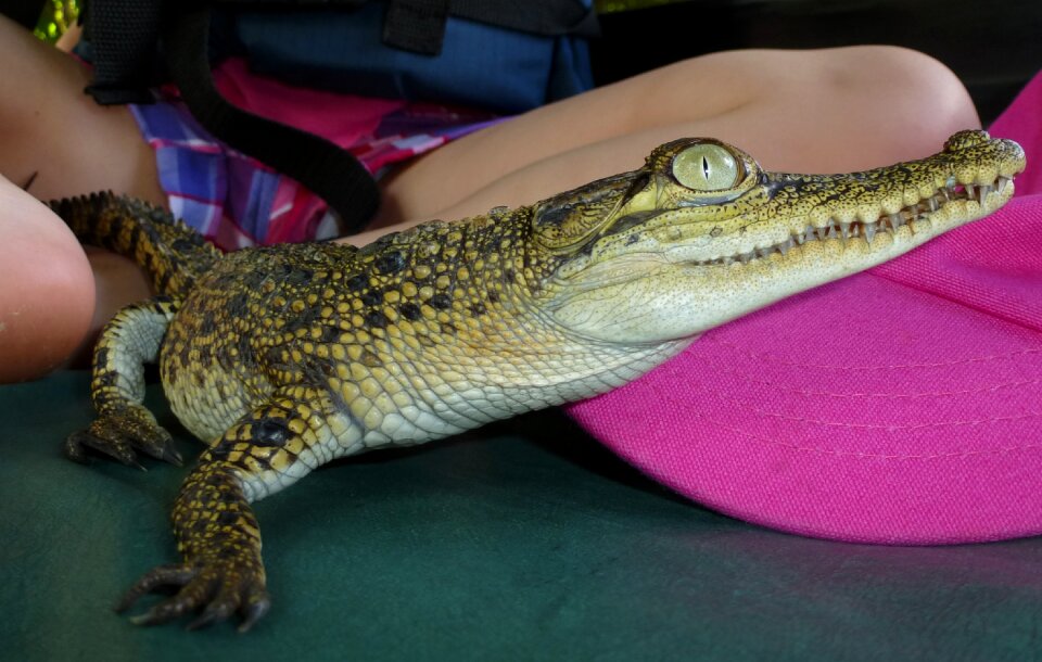 Sri lanka reptile eye