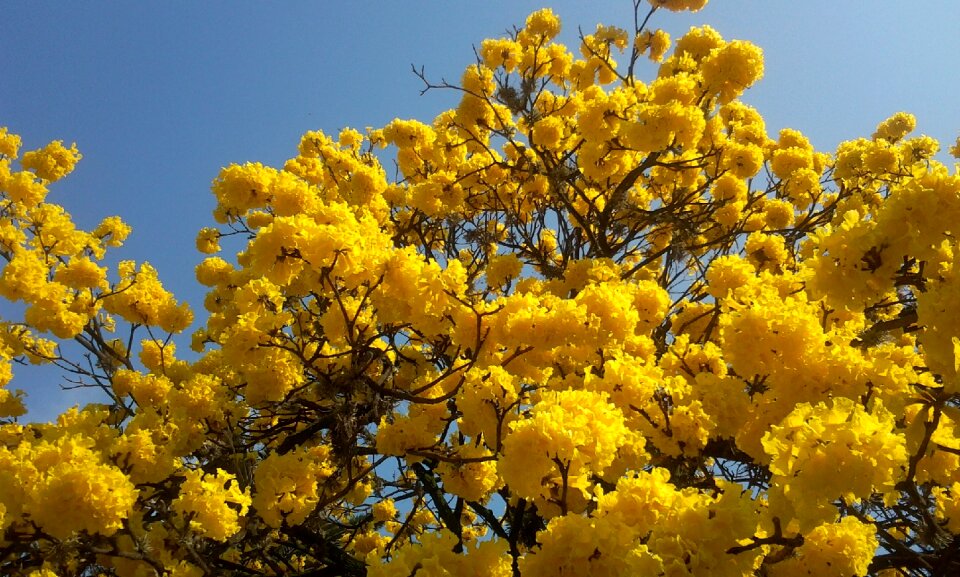 Lapacho yellow spring flowers