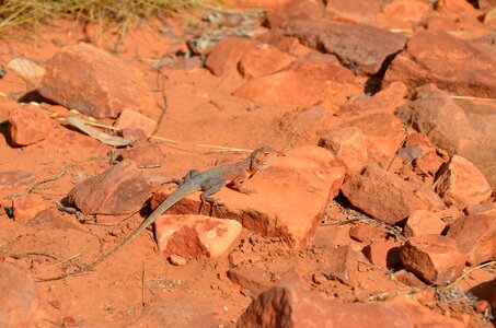 Reptile outback desert photo