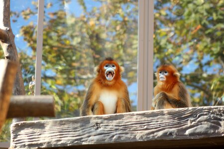 Golden monkey everland zoo rhinopithecus roxellana photo