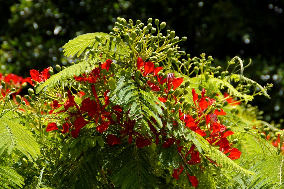 Tropical tropics red photo