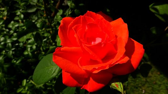 Rose blooms red rose flower photo