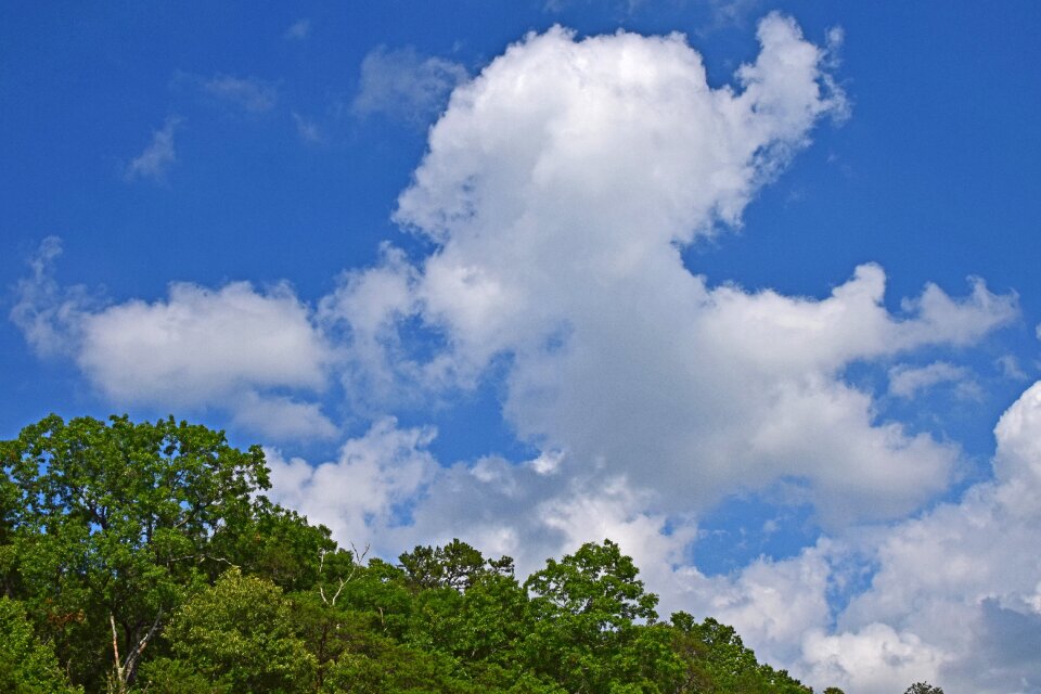 Trees plant clouds