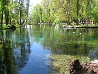 Lake pond willows photo