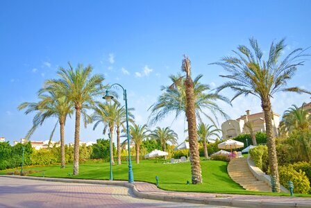 Egypt africa arab