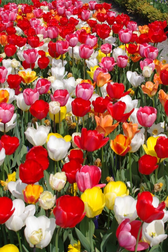 Tulip sea spring colorful