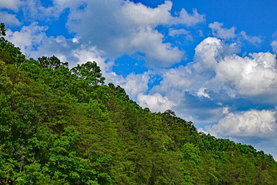 Trees plant clouds