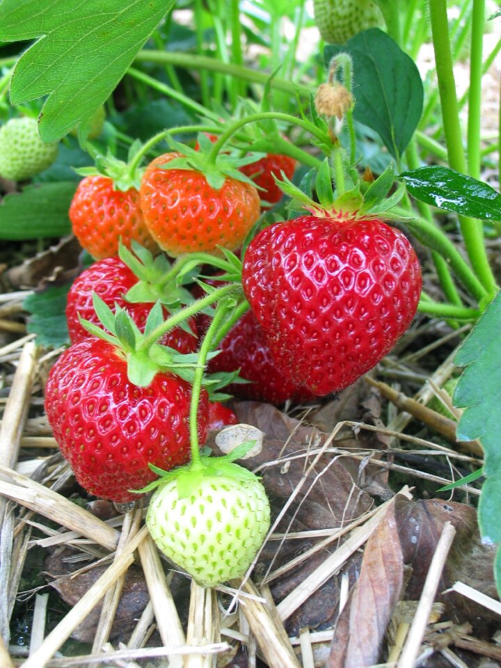 Field summer ripe