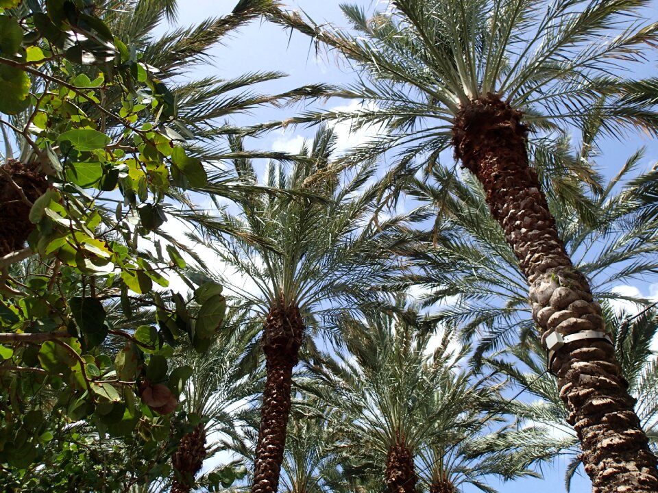 Branches caribbean