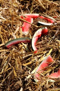 Watermelon melon red
