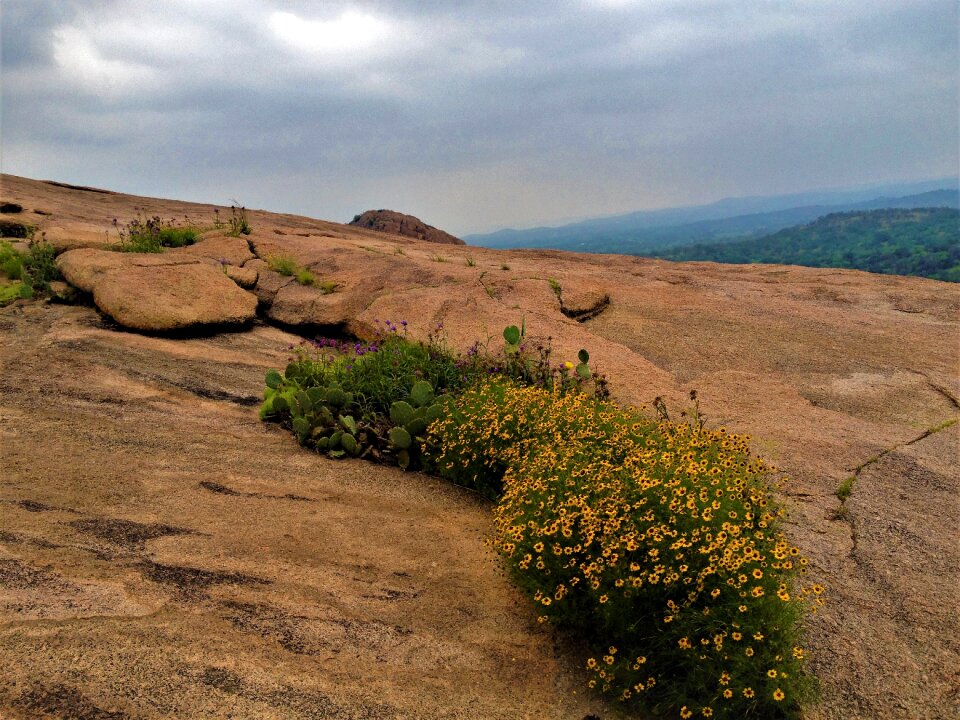 Wild flowers pink granite
