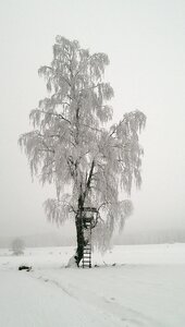 Frost nature tree photo