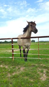 Animal mane mare photo