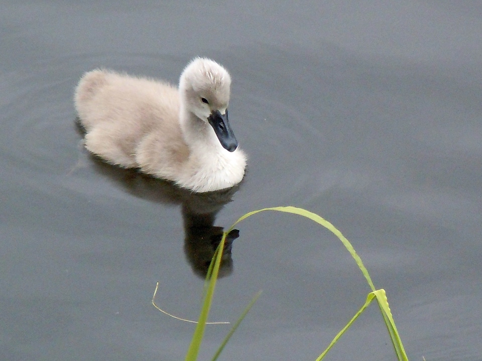 Swan child chicken baby animal