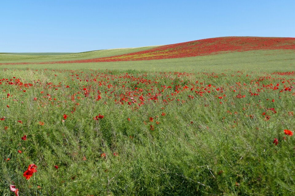 Wild romantic red