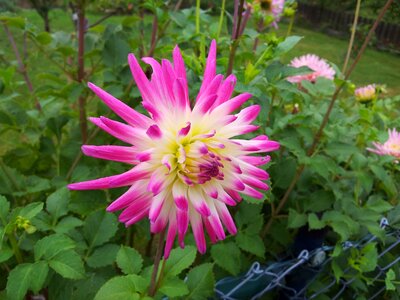 Summer nature pink flower photo