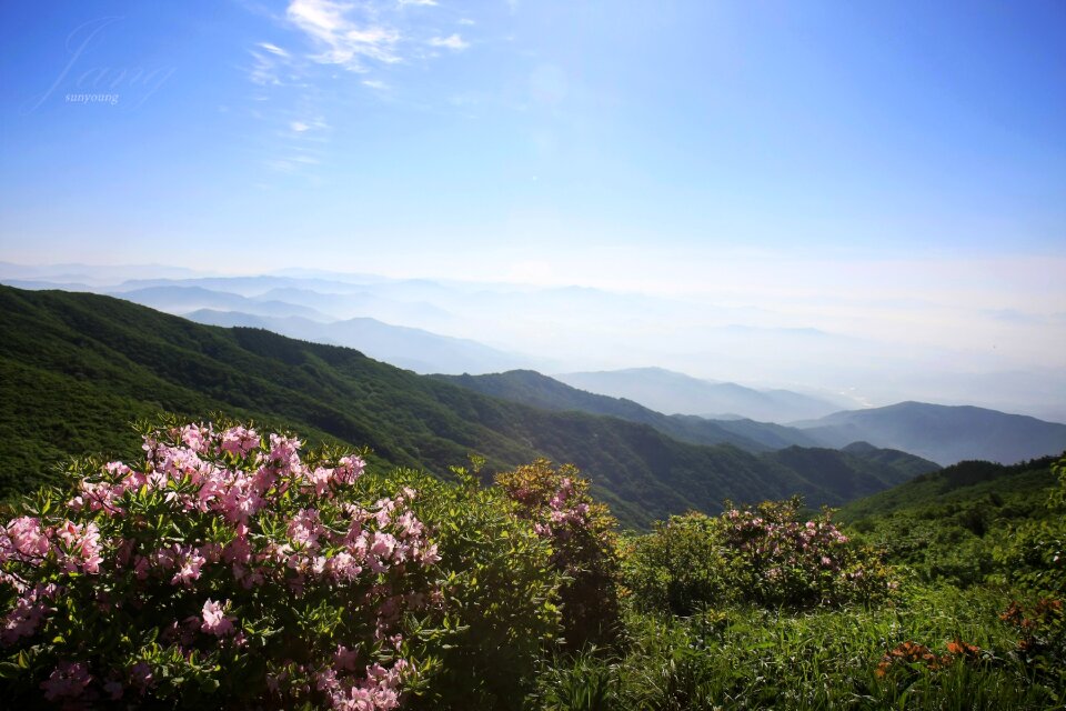 Huang mei shan spring azalea