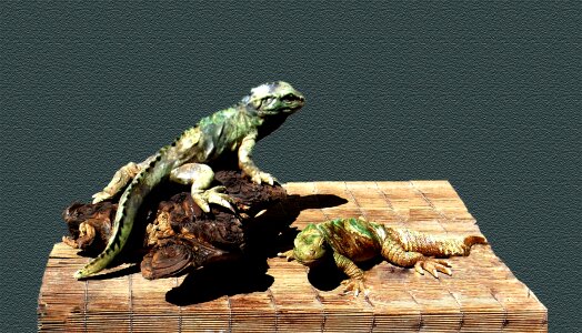 Reptile animal art