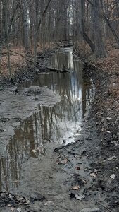 Forest nature water