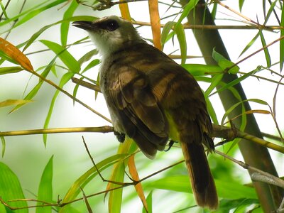 Branch resting