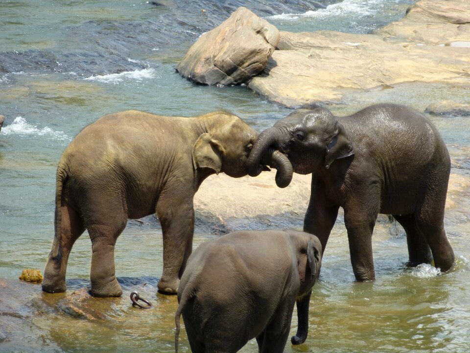 Fight young elephants sri lanka