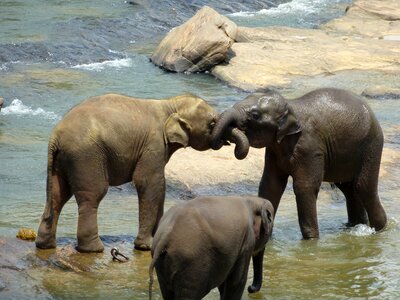 Fight young elephants sri lanka