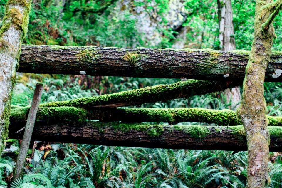 Nature tree natural