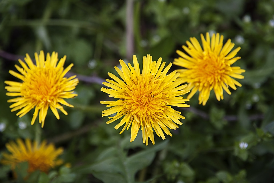 Dandelions yellow healing