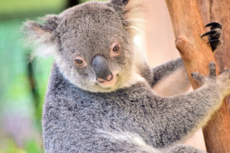 Mammal cute australia