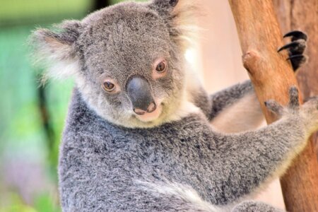 Mammal cute australia photo