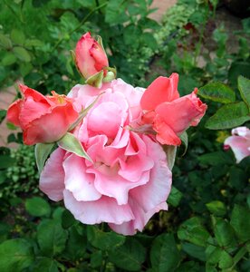 Pink flowering garden-rose photo