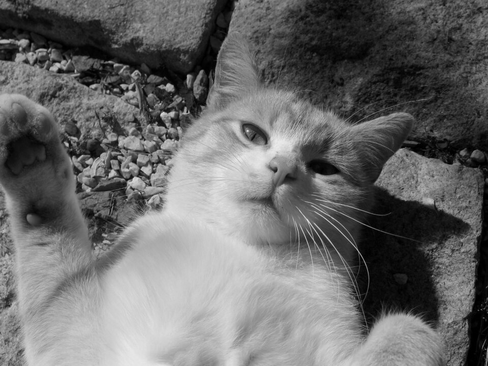 Cat tomcat black