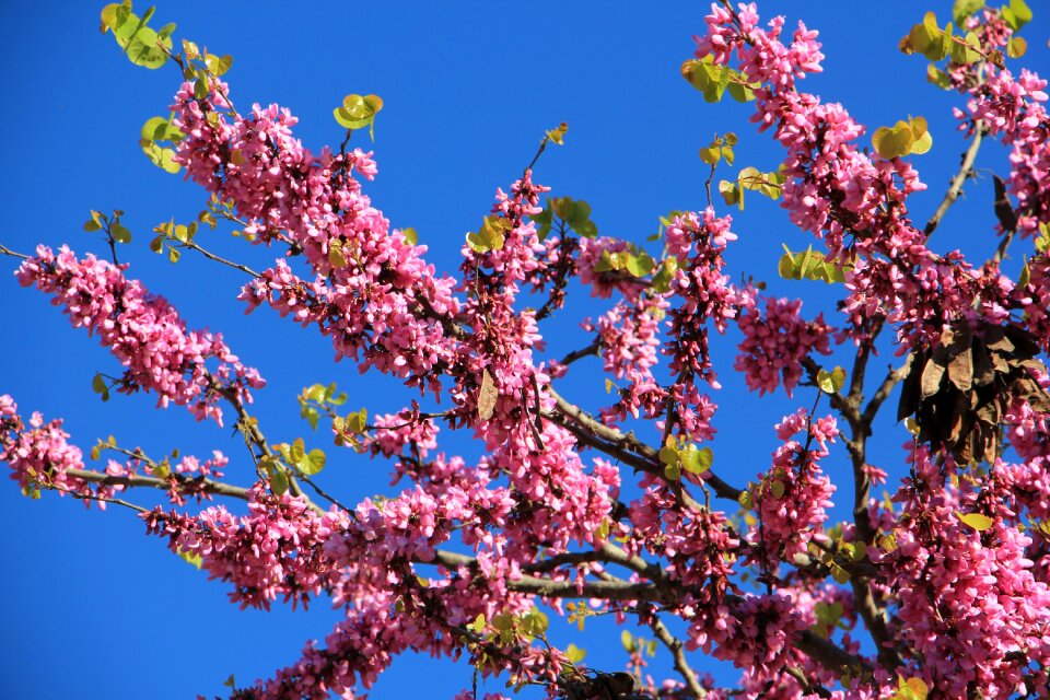 Flower tree color photo