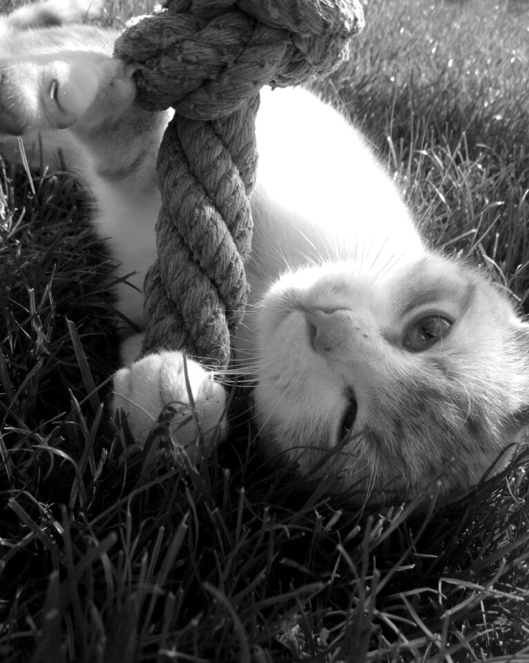 Cat tomcat play