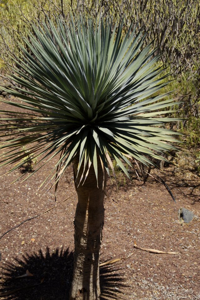 Plant tree shadow