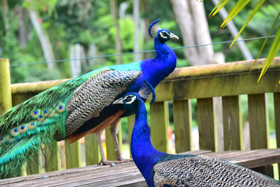 Animal wildlife color