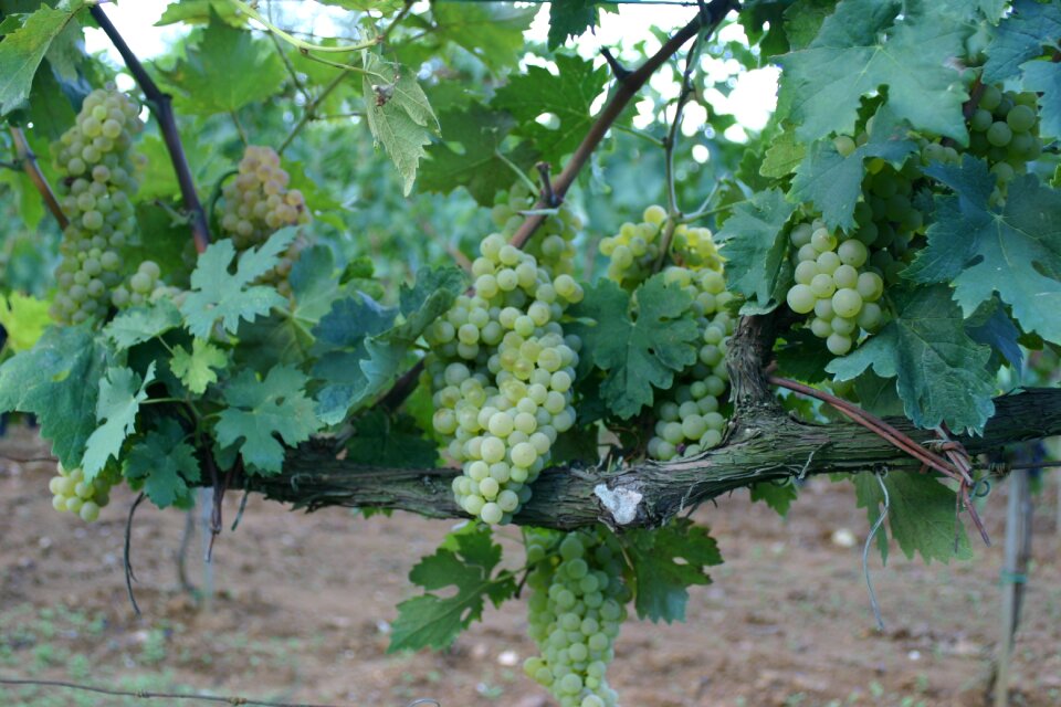 Wine countryside