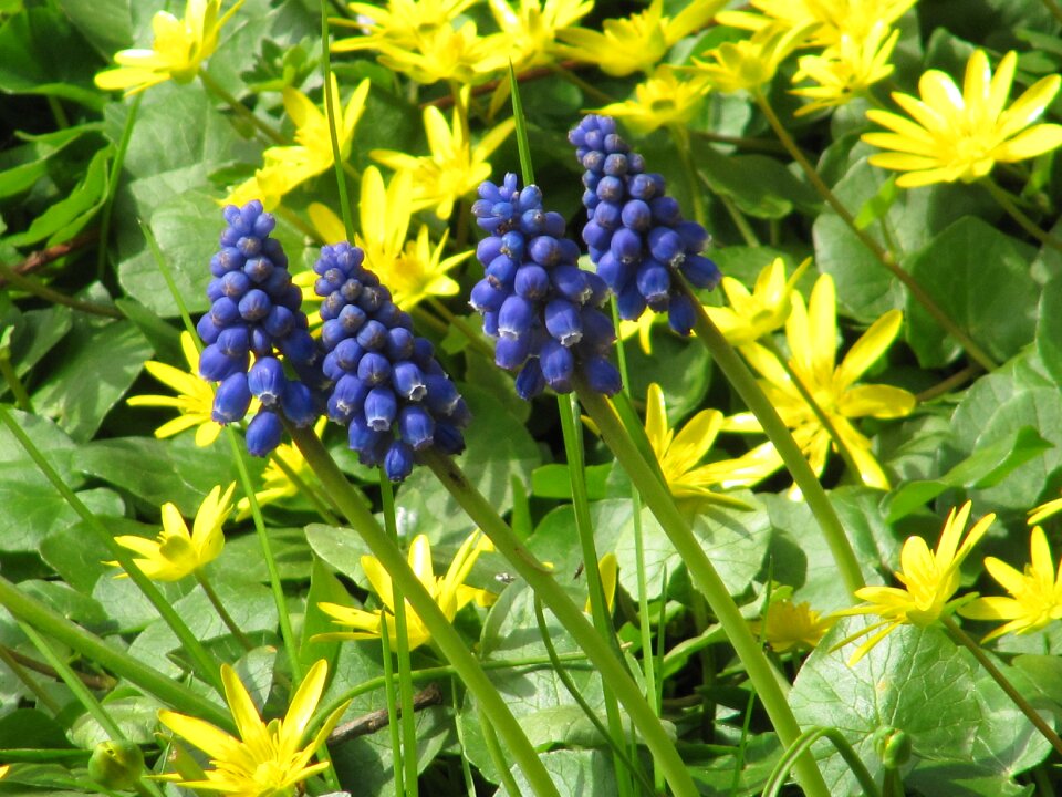 Yellow blue spring-celandine