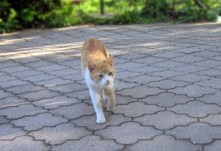 Cat tomcat kitten