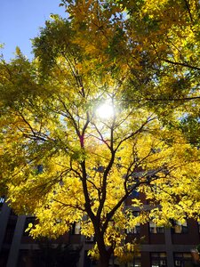 Yellow green campus