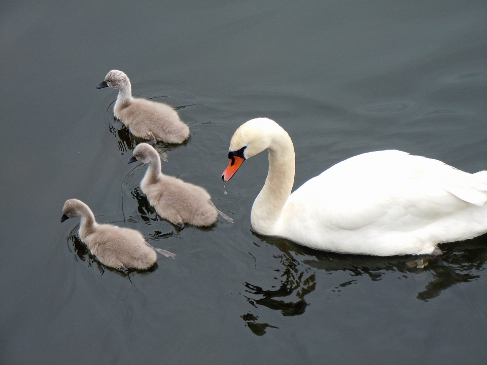 Schwaenenfamilie swans swan babies