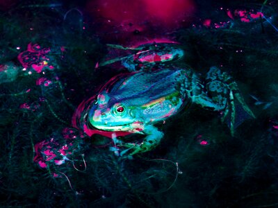 Garden pond aquatic animal green frog photo