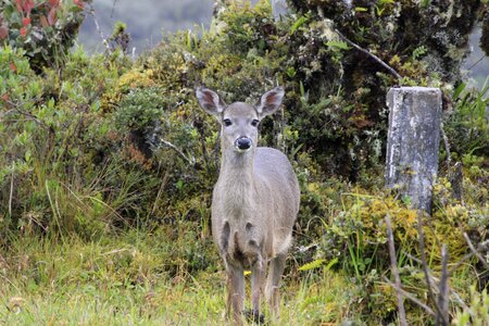 Deer in the páramo of chingaza cundinamarca colombia photo