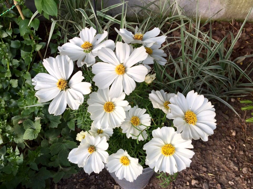 Garden white nature white flower